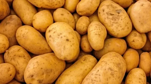 White Potatoes